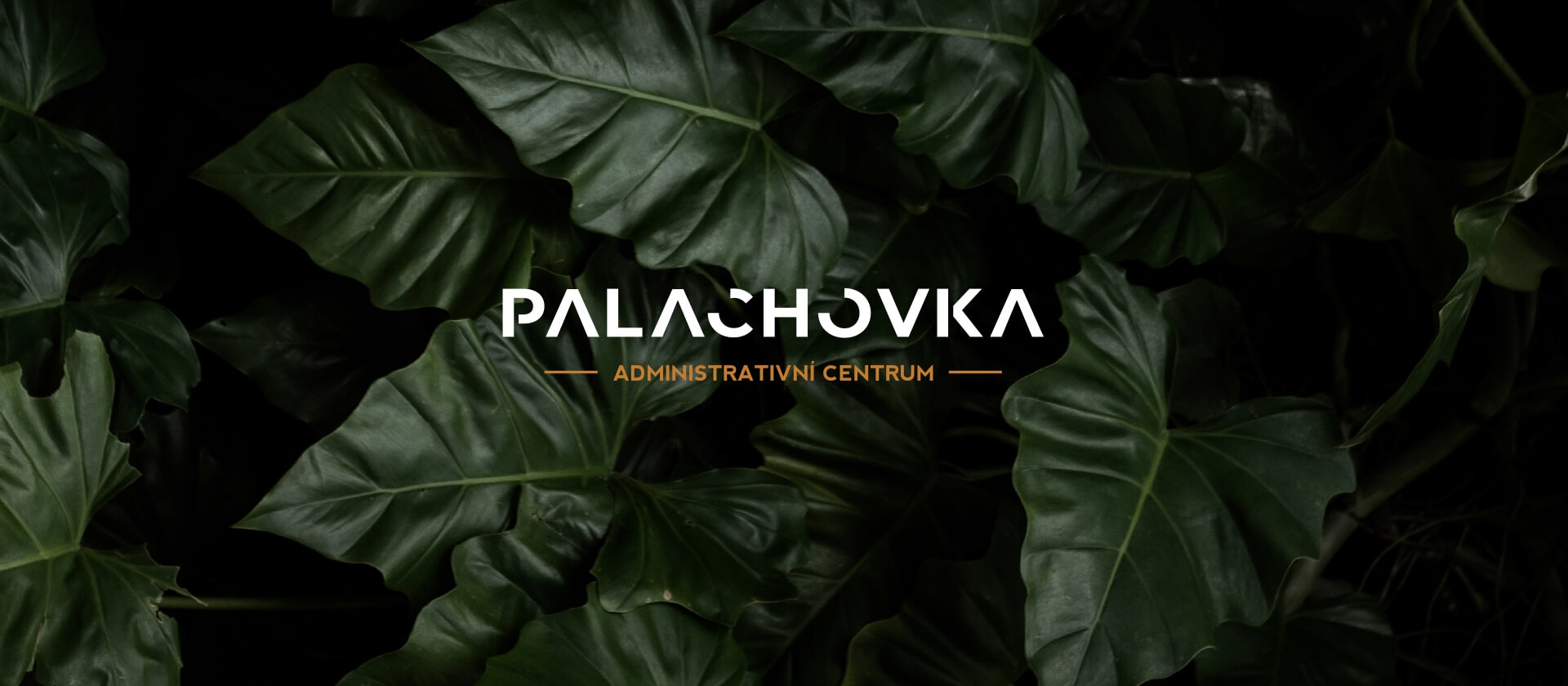 Palachovka